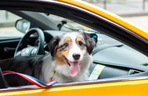 Pet taxi service
