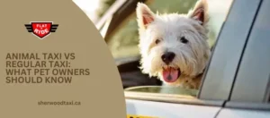 animal taxi vs regular taxi: what pet owners should know