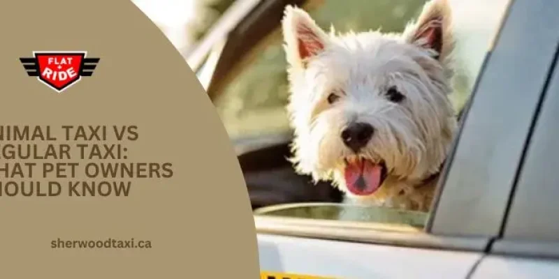 animal taxi vs regular taxi: what pet owners should know